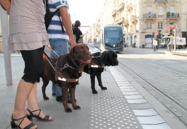 Deux chiens-guides dans les rues de Bordeaux
