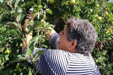 Bénéficiaire de l'Unadev ramassant des pommes dans un arbre